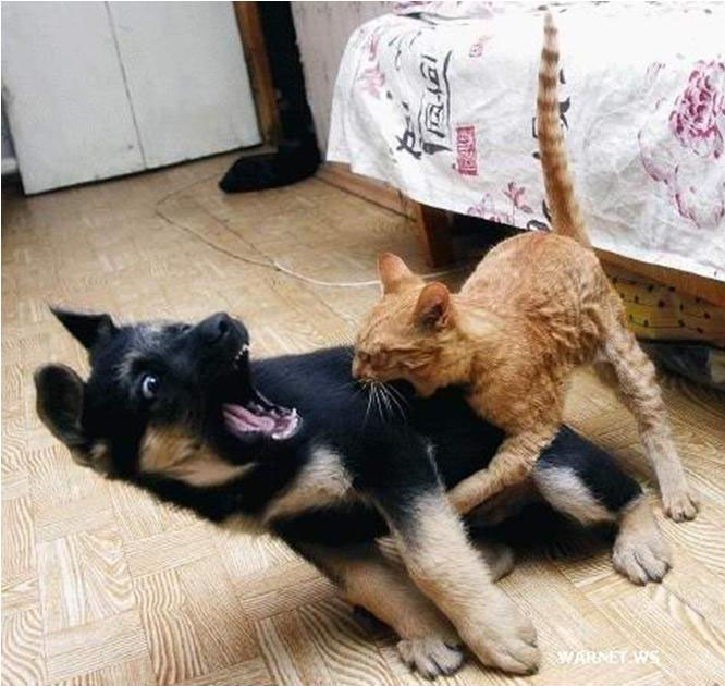 Cat bite dog